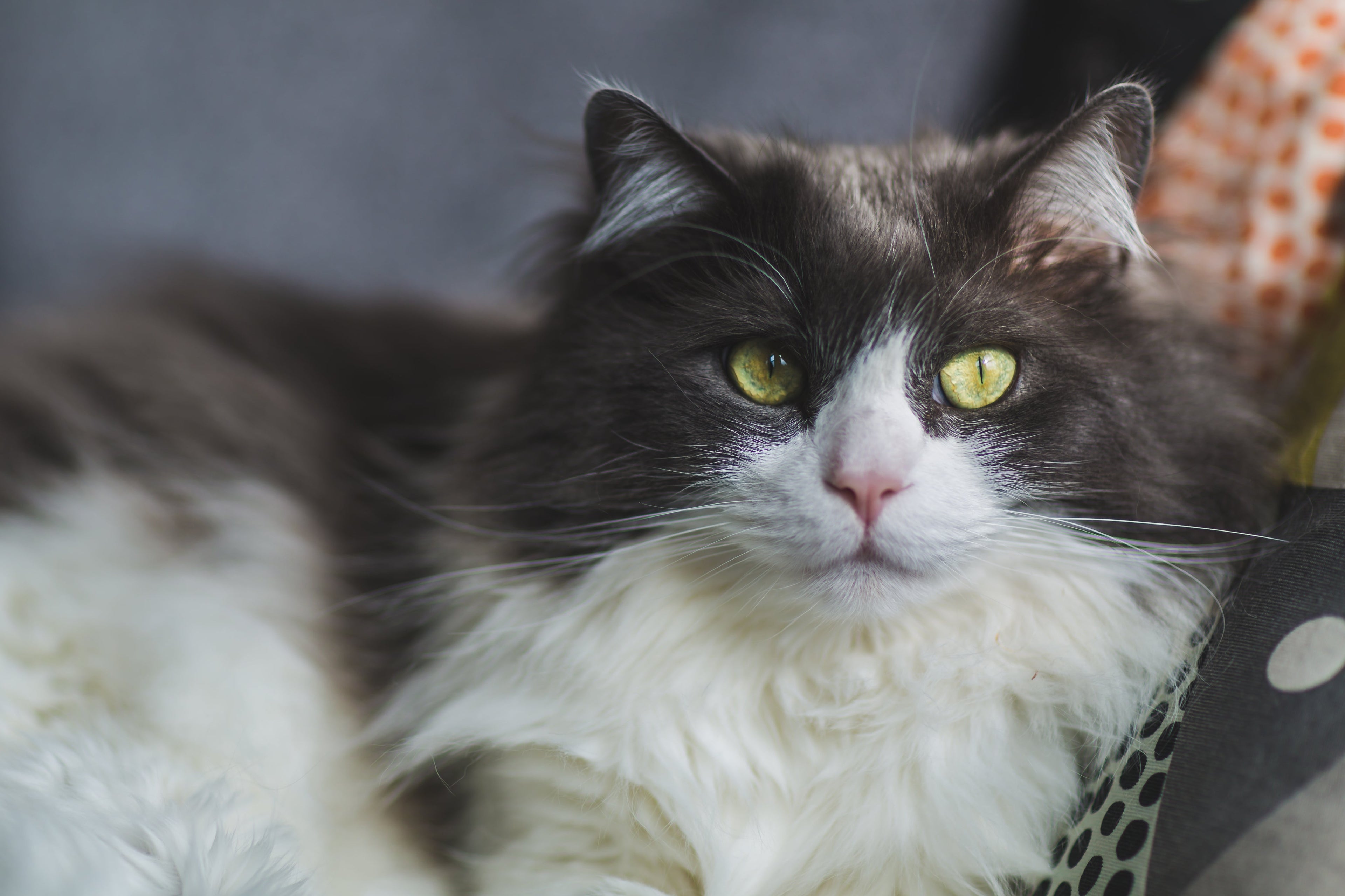 Cats Product Collection: Everything Your Feline Friend Needs