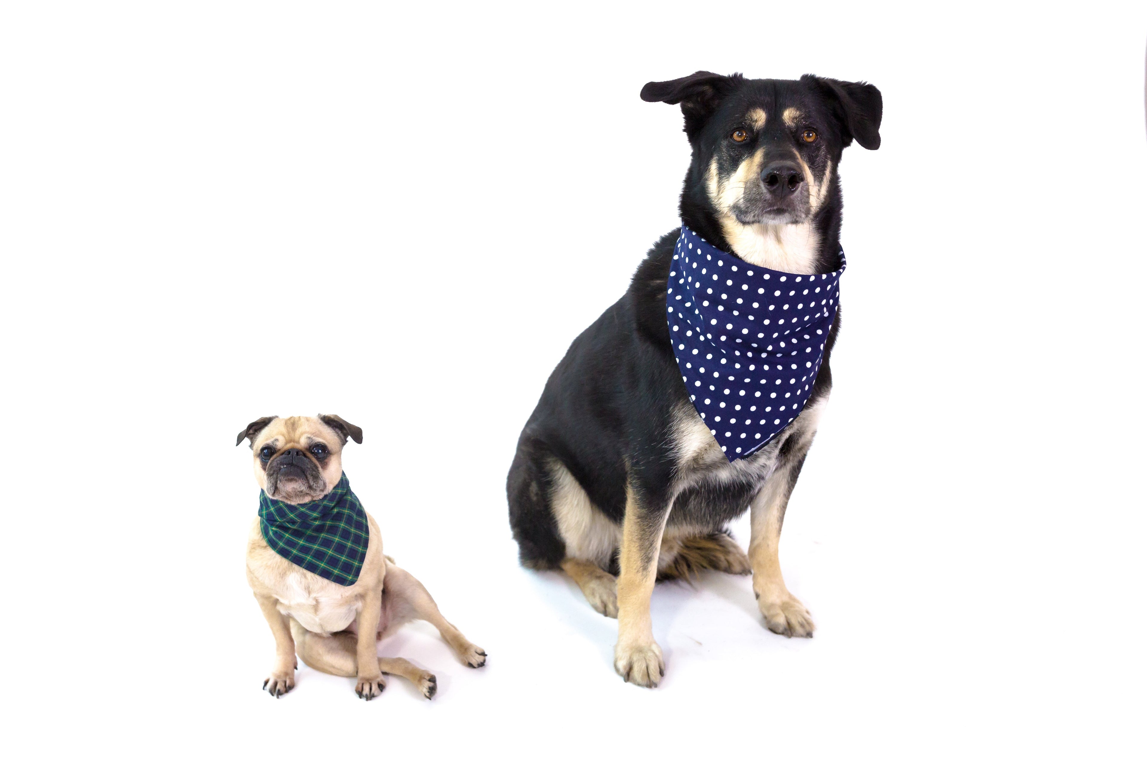 Dogs Product Collection - Essentials for Your Furry Friend